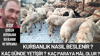 KURBANLIK NASIL BESLENİR? KAÇ GÜNDE YETİŞİR? KAÇ PARAYA MÂL OLUR? #kurbanlıkfiyatları#hayvanpazari