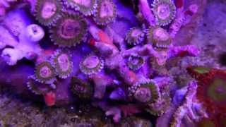 Queen Krackatoa Palys 12-2013