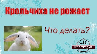 Крольчиха не рожает! Что делать?  ЕвроФерма