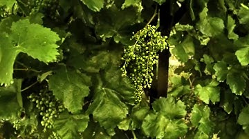 timelapse maturation grape prosecco valdobbiadene