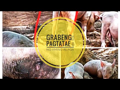 Organic na paraan sa Pagtatae ng mga biik, samahan na rin ng powder solution #viral #video #animals