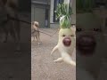 Cat Youtubeshorts Funny كوميديات Tiktok Cute Memes ترند Kitten Shortvideo Cat Youtubeshorts Funny كوميديات Tiktok Cute Memes ترند Kitten Shortvideo