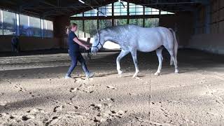 Konrads Erstes Jahr - Ein Jahr Voller Lipizzanerfreude