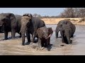 Huddles &amp; Play Time at the Waterhole with Baby Elephant, Khanyisa, Mambo &amp; the Herd 💦🐘