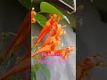 #cover #guitar #discovercontent #exploreglobal #floralart #globaltrending #globaltrending #audience