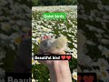 Beautiful bird# ❤️❤️🙏🙏