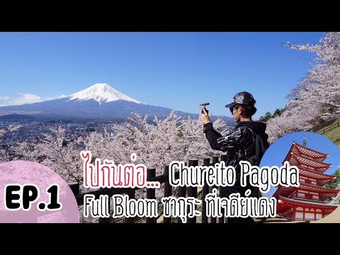 Ep1 (เที่ยวญี่ปุ่นแบบไปเอง)เจดีย์แดงชูเรโต (Chureito Pagoda) Full Bloom ซากุระ