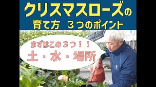 【基本編】クリスマスローズの育て方【ポイント解説】【はじめてのクリスマスローズ】ローザンベリー多和田