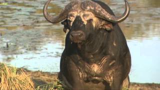 Mating Buffalo Not Doing It Right