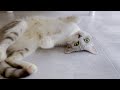 野良猫を保護してみたら大天使でした……