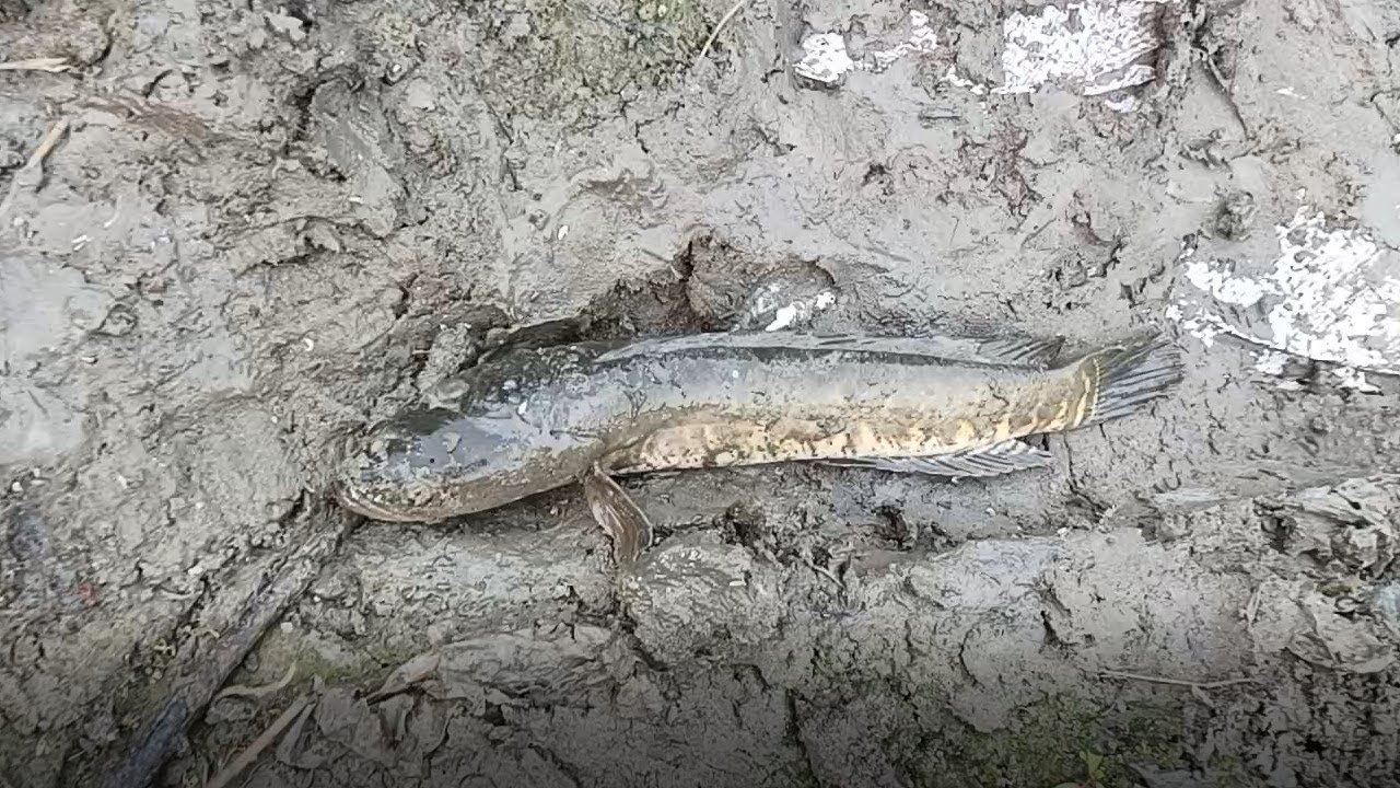 Asian Country Fishing (BANGLADESH) Full Documentary Man Catching