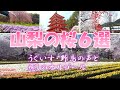 春の絶景！山梨の桜名所6カ所を巡ろう！　　うぐいすやカラ類の鳴き声とオルゴールの音色と共に癒されよう！　　6 famous cherry blossom spots in Yamanashi