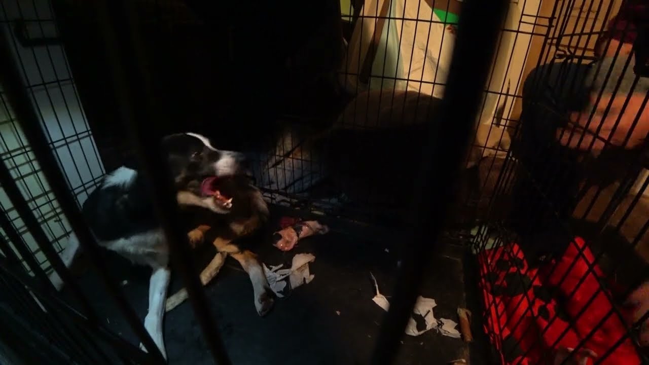 Border Collie Gives Birth To Puppies