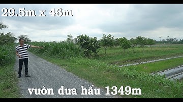 (Đã bán) vườn dưa hấu vừa trồng tại xã Thạnh Nhựt , Huyện Gò Công Tây, Tiền Giang 1349m