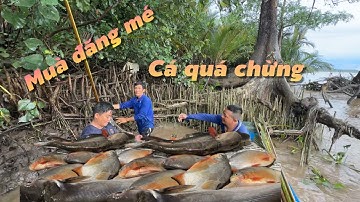 Lấy lại phong độ mùa đăng mé cá dính quá chừng luôn rồi | Cù Lao Dung Vlogs