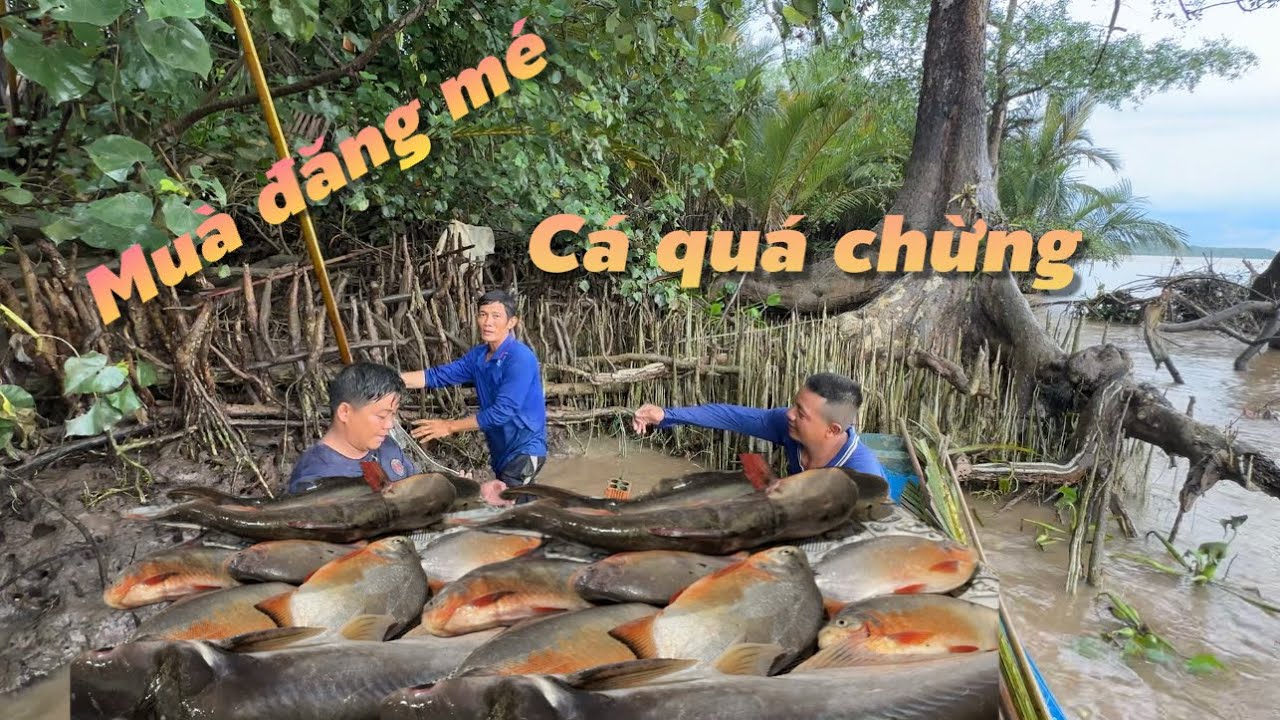 Lấy lại phong độ mùa đăng mé cá dính quá chừng luôn rồi | Cù Lao Dung Vlogs