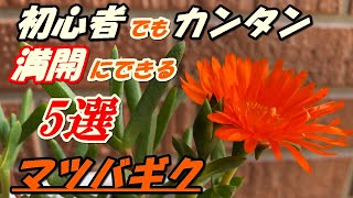 花 マツバギクの育て方 植え付け Youtube