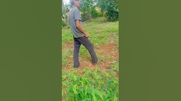 ĐẲNG CẤP CHỤP SẦU RIÊNG