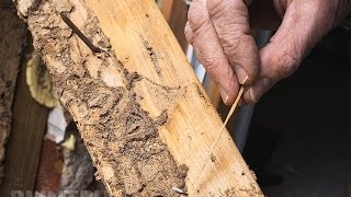 жуки точильщики древесины Киров жуки точильщики древесины Киров