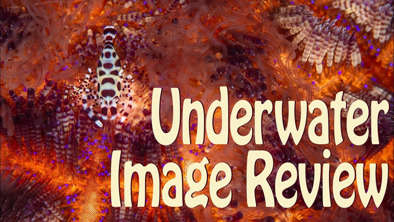 ALEX MUSTARD UNDERWATER PHOTOGRAPHY