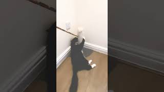 Playful Mr. Darcy - Playtime with mum - Mr. Darcy, tuxedo cat by Cat Diary - just sharing days of being a cat 166 views 1 month ago 2 minutes, 13 seconds