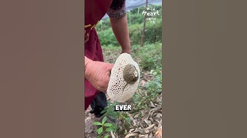 Why This Mushroom Looks Fancy