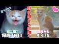 【野良猫から家猫へ】保護した子猫 4年後の現在の姿がこちらです