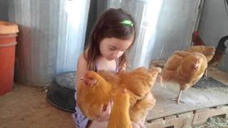 Buff Orpington Chickens and Ella Rose