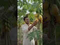 "Indian farmer holding a giant ripe papaya, smiling face, green #farmersfriend #kisan #savefarmer