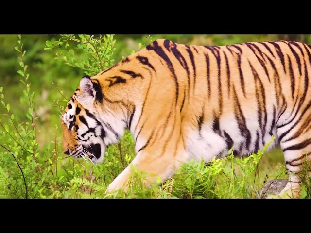 suara harimau mengaum | tiger sound class=