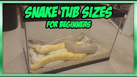 What Size Enclosure Should I Use for My Ball Python?