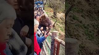 Macaco raivoso morde o rosto do coroa!  #macacodoido #tocadolobo #Wild #monkey #viral