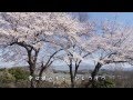 春暦 / 松前ひろ子 Cover:Doenka Eiko
