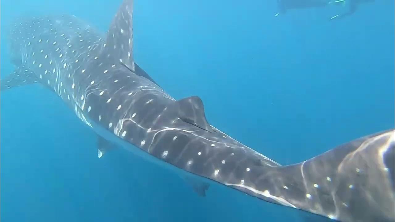 Ningaloo Discovery Whale Sharks tour video YouTube