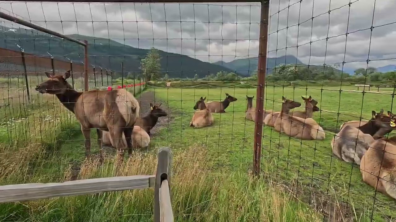 Alaska Conservation Center August 7th, 2025 with a bonus overlook somewhere around Palmer.