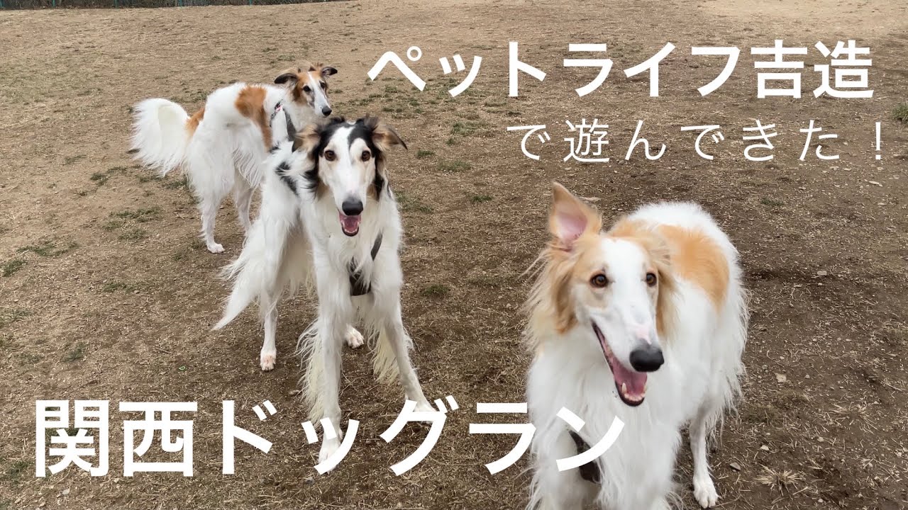 ペットライフ吉造 西宮にあるドッグランを満喫しました Youtube