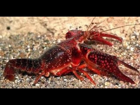 Cangrejos rojos de rio