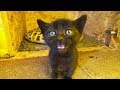 Cute kittens meowing for mom cat