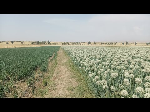 Video: Piyozning turli navlari - qancha turdagi piyoz bor