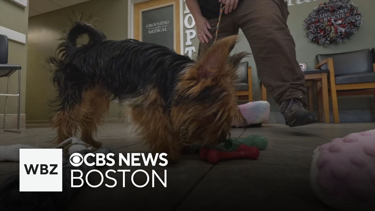 Dog found abandoned in cage with "free" sign attached to it in ...