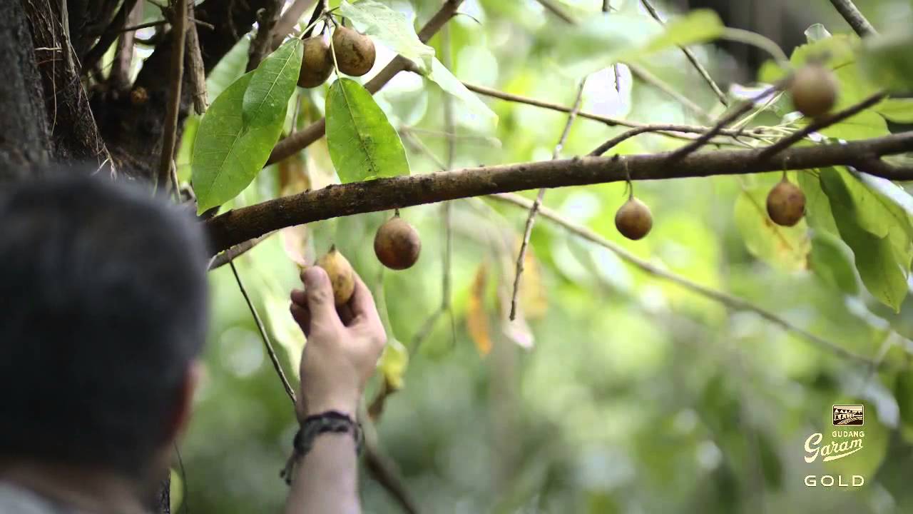 Gudang Garam Gold Spices Of Gold YouTube