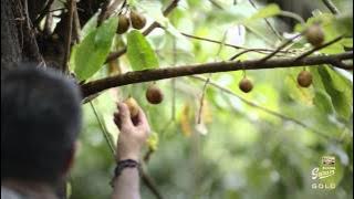 Gudang Garam Gold - Spices Of Gold