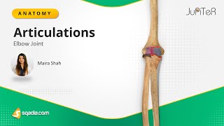 Elbow Joint | Articulation | Bone, Ligaments and Muscles Anatomy Made Easy for Medical Students Elbow Joint Muscles Bone Ligaments And Muscles Anatomy Made Easy For Medical Students