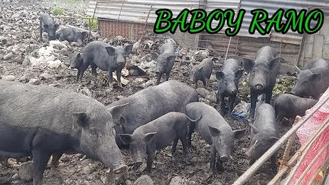 Baboy Ramo | Native Hog