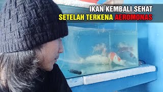KARANTINA 1 MINGGU AEROMONAS MINGGAT