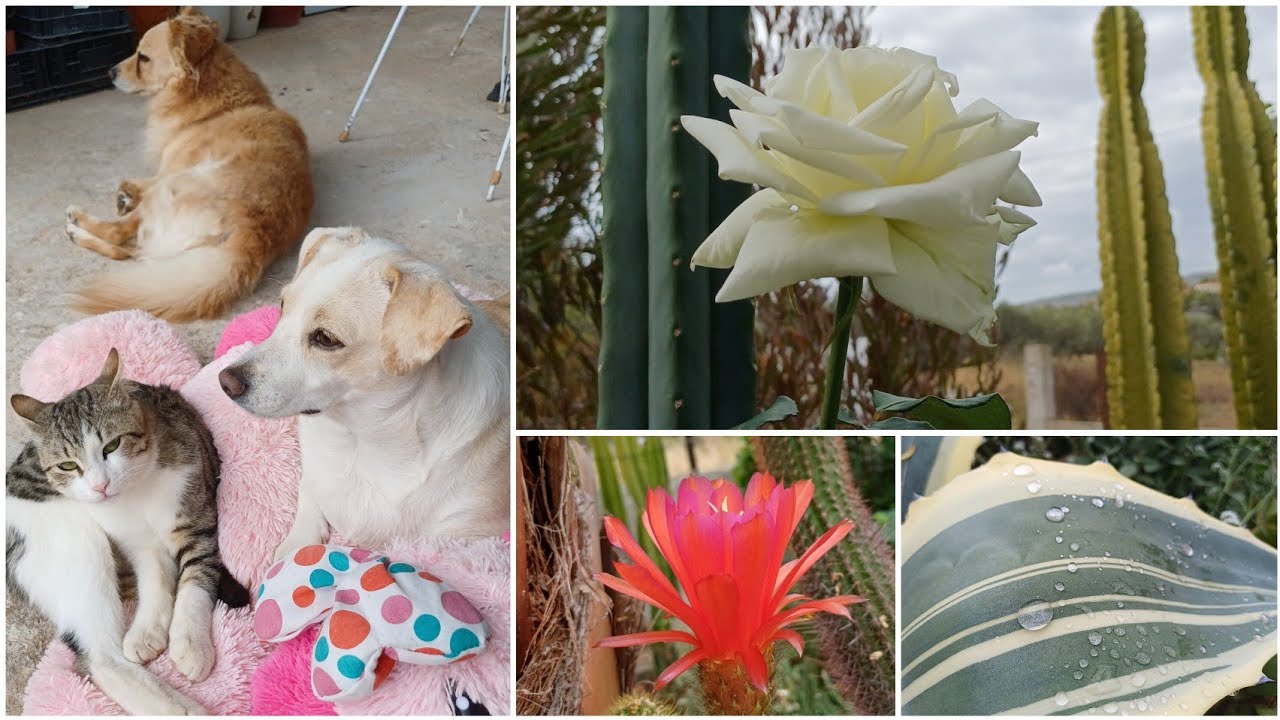 Олины Истории 🏜 Влог #282🐍Что новое поймал Рули?Наша осень/Последний цветок кактуса!