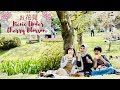 Picnic with My Colleagues under Cherry Blossom | Sakura Season in Japan | Hamamatsu Flower Park
