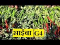Saiba G4 Hybrid Chilli (Shrinath Seeds) | Pravin Dhobe (Maregaon) Yavatmal | Kisan Agro Cart