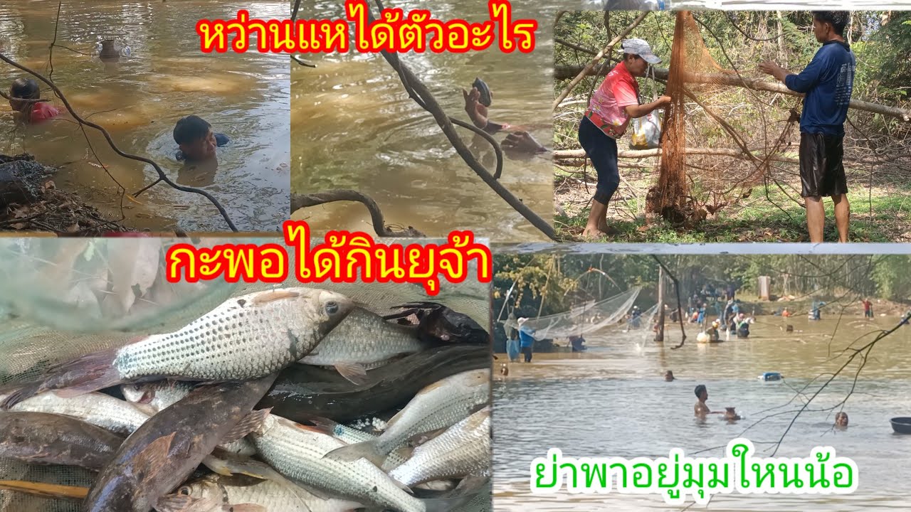ปลาหนองนี้ลุ้นกันสุดๆ!!ลุงเสือหมานๆกะพอได้กินอยู่