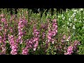 In the Garden With Dave: Angelonia